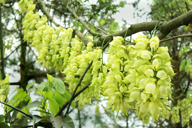 陽春三月，這些美景其實可以帶回家！-別墅設(shè)計,軟裝設(shè)計,室內(nèi)設(shè)計,豪宅設(shè)計,深圳例外軟裝設(shè)計公司